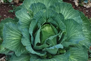 Cabbage Easy Vegetables to Grow in Fall_Autumn