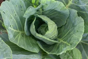 Collard- Easy Vegetables to Grow in Fall_Autumn