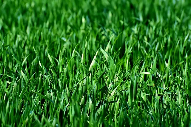 How Long Does It Take for Grass to Grow? – All You Need to Know