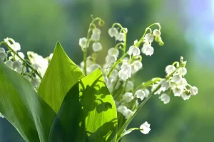 Lily of the Valley Plant to Grow Under Pine Tree