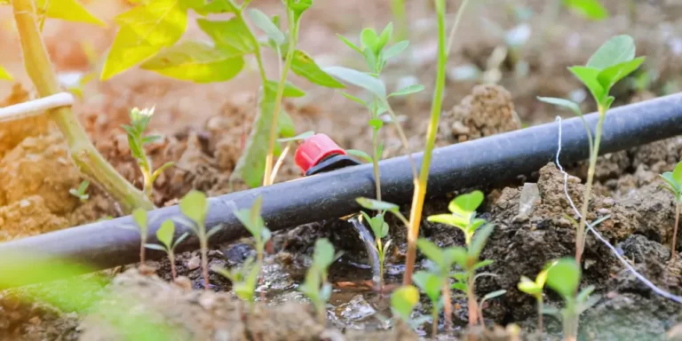 Can You Bury Drip Irrigation Lines? Pros & Cons