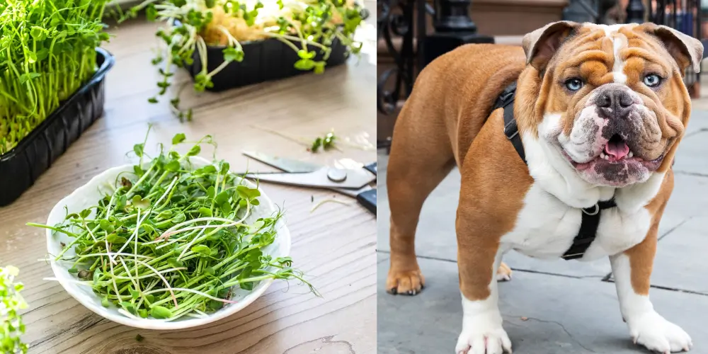 Can Dogs Eat Microgreens?