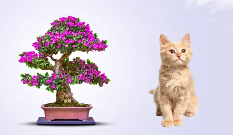 Is A Bonsai Tree Poisonous To Cats? Everything You Need To Know