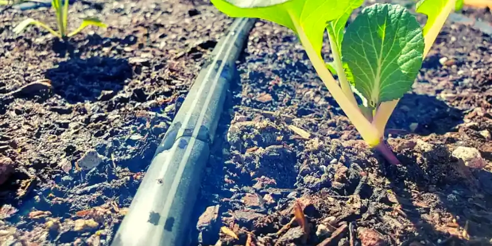 What Does Drip Irrigation Lines Mean?