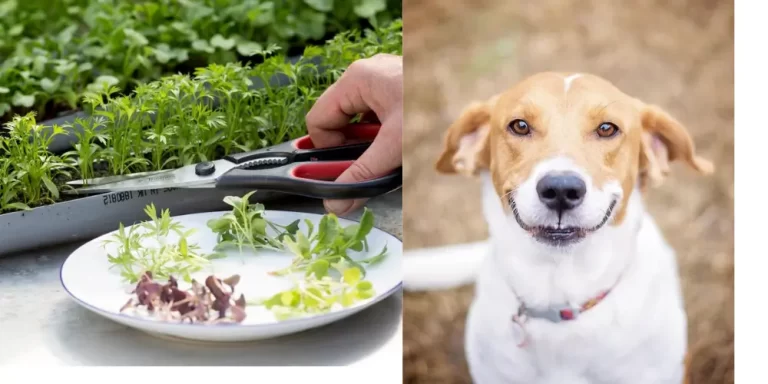 Can Dogs Eat Microgreens? Discover the Dos and Don’ts