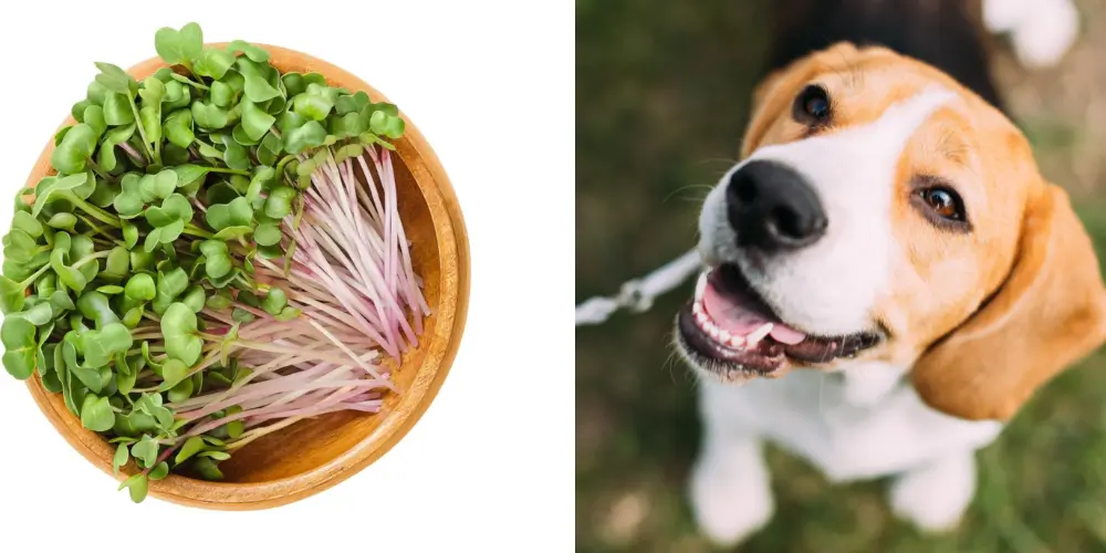 Risks Of Feeding Excess Microgreens To Dogs