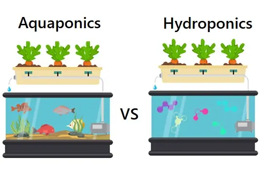 Aquaponics vs Hydroponics: Which System is Better?