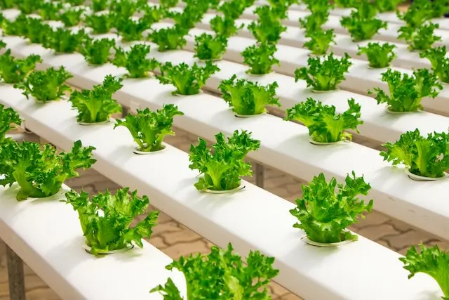 The Future of Hydroponics Farming