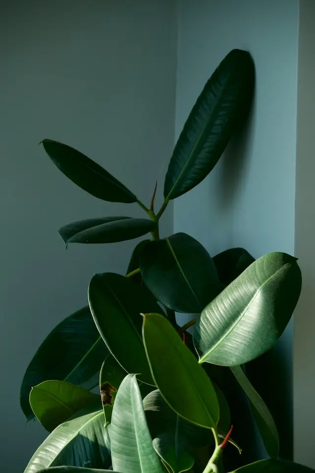 5 Indoor Plants for Air Purification Safe for Pets: Care Tips