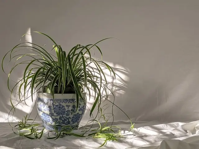 Best indoor plants for air purification