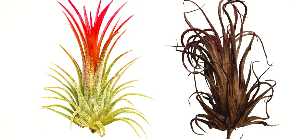 Can Air Plants Survive In Low Light