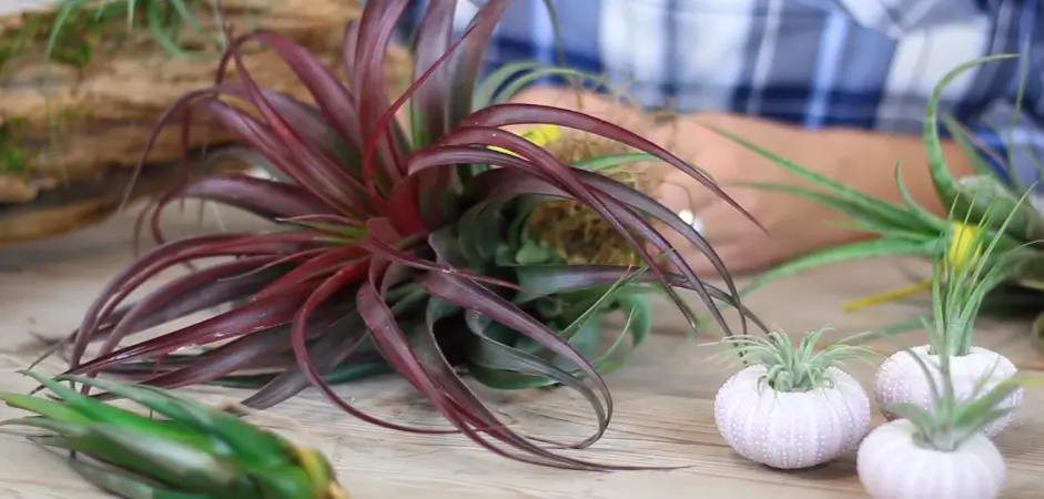 Can Air Plants Survive In Low Light