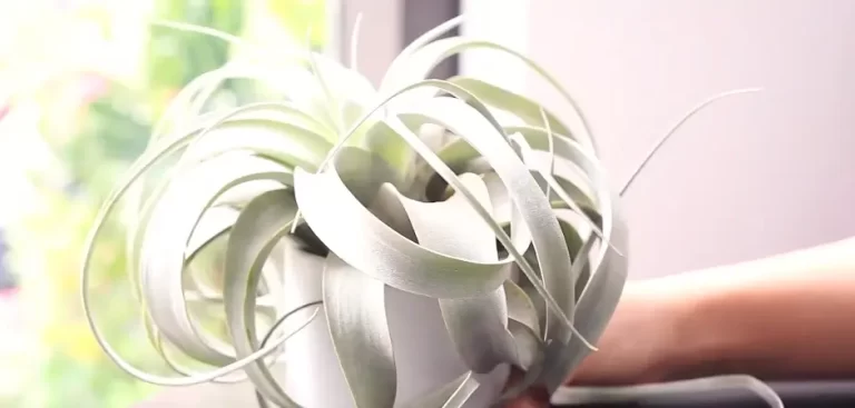 Can Air Plants Survive In Low Light?