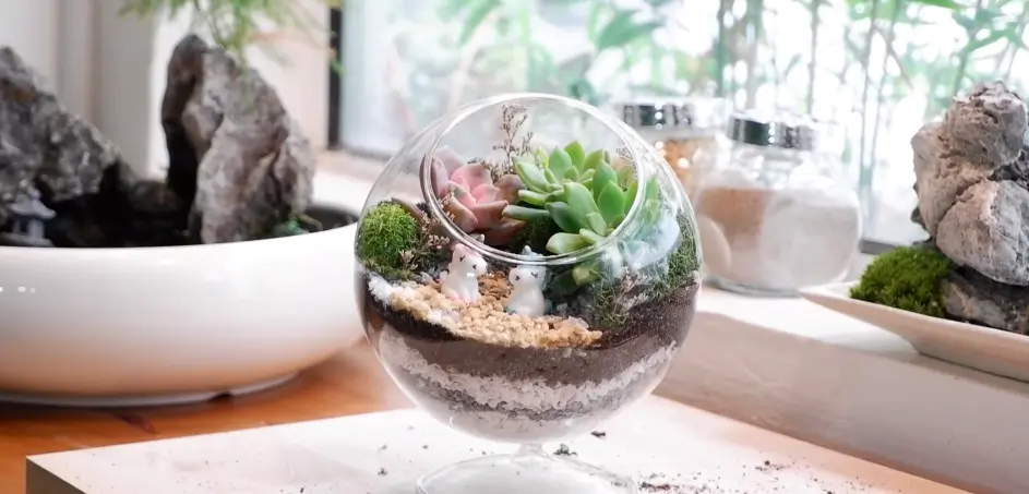 Can Succulents Live In A Terrarium