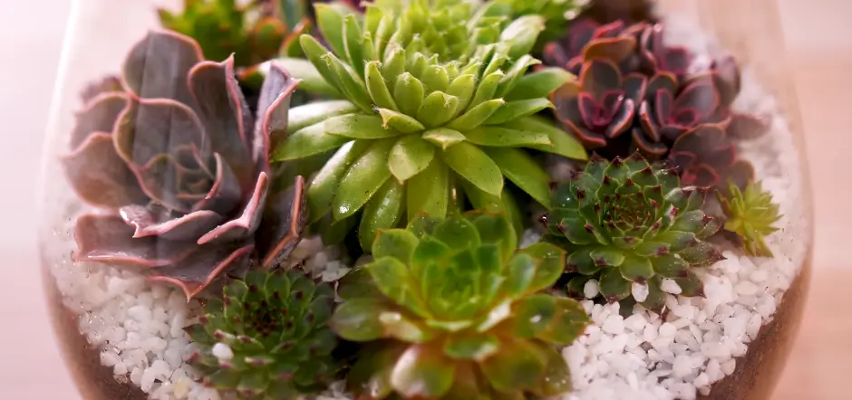 Can Succulents Live In A Terrarium