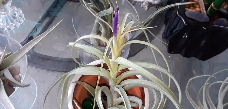 Do Air Plants Die After Flowering