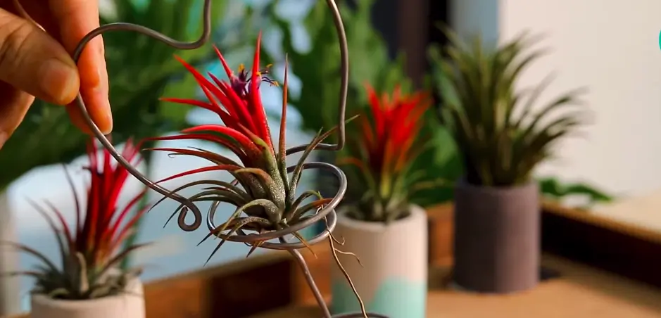 Do Air Plants Die After Flowering