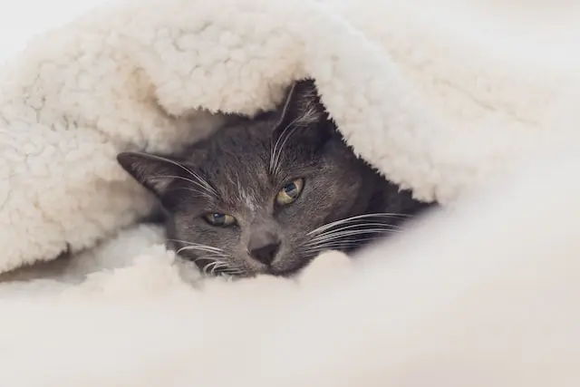 Cold Weather and Cats: The Risks and How to Protect Your Feline Friend