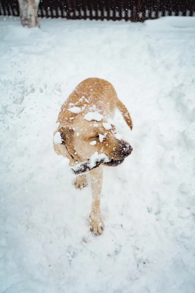 Does Cold Weather Affect Dogs?: + 7 Safety Tips