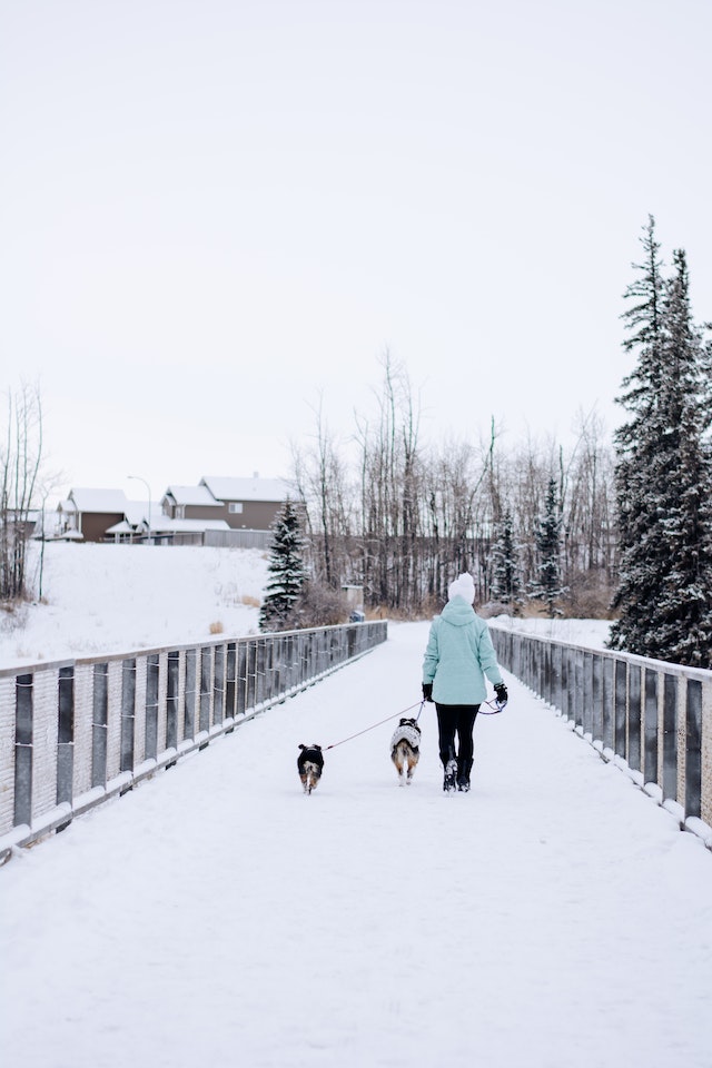 Does Cold Weather Affect Pets?: 12 Safety Tips