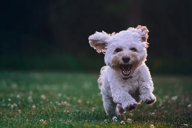 Dog Care During a Heatwave: Tips to Keep Safe and Cool