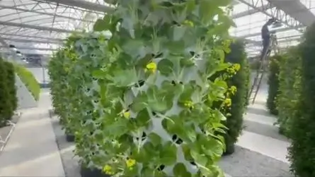 Growing Plants in a Tower Garden