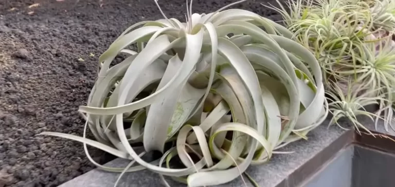 How Big Can Air Plants Get?