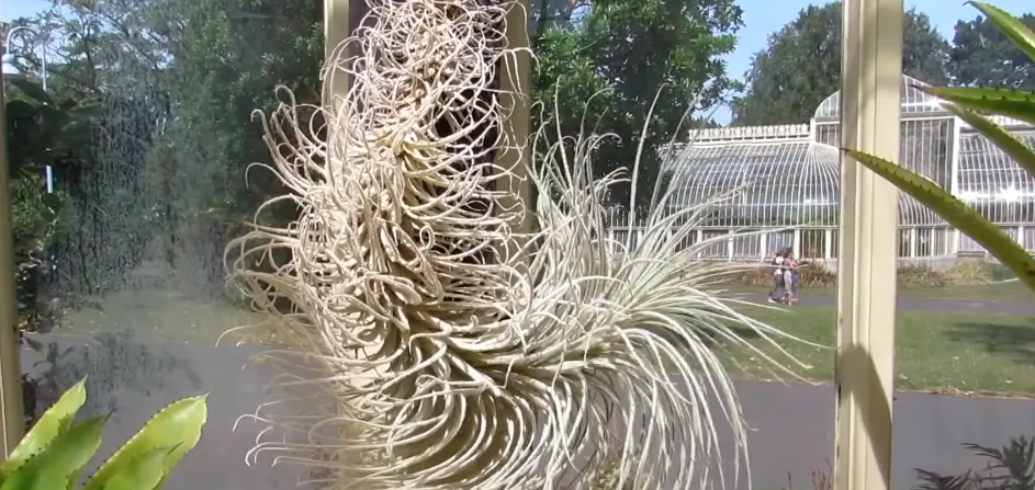 How Big Can Air Plants Get