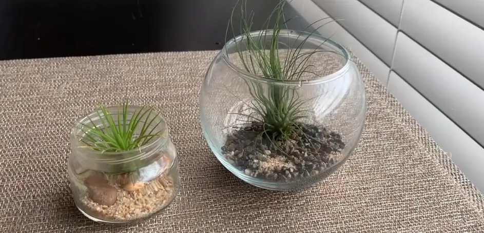 How Do Air Plants Get Nutrients