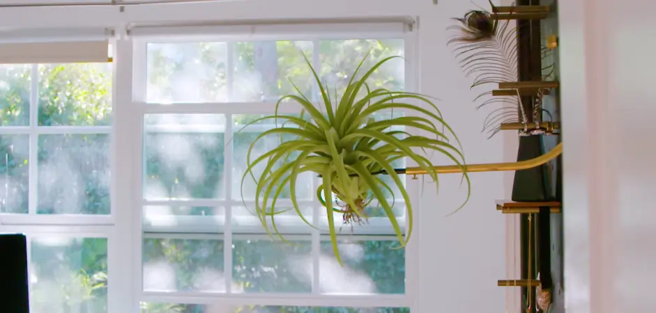 How Do Air Plants Get Nutrients