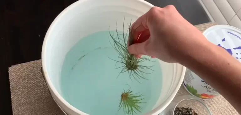 How Do Air Plants Get Nutrients?