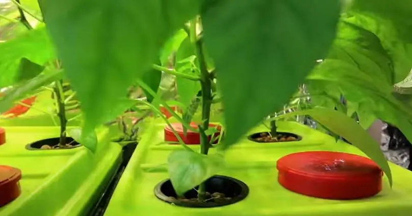 How Do You Grow Hydroponics Peppers