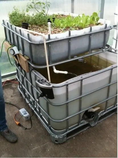 How Does an Aquaponics System Work