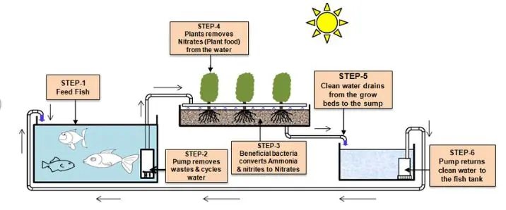 How to Build a DIY Aquaponics System