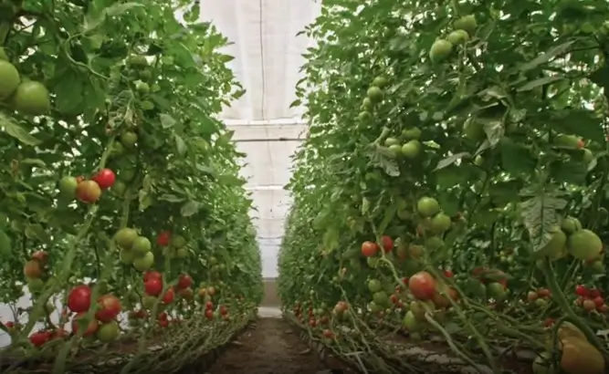 Hydroponic Tomatoes Yield per Plant