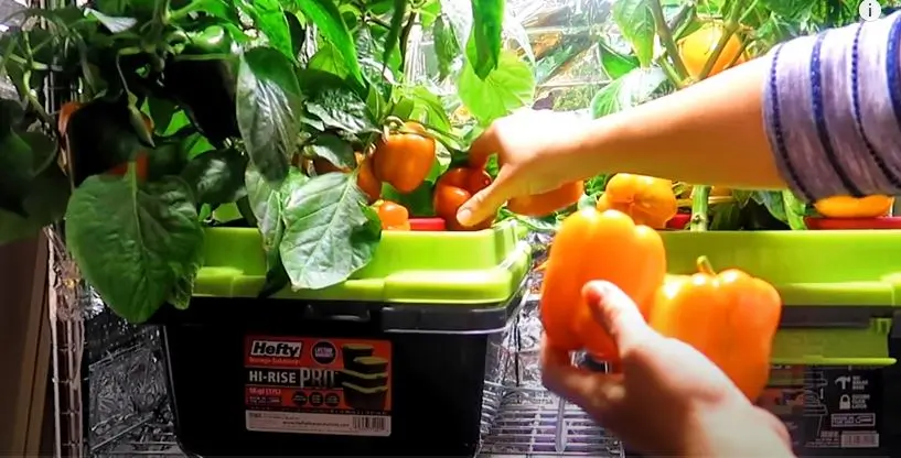 How to Grow Hydroponic Peppers