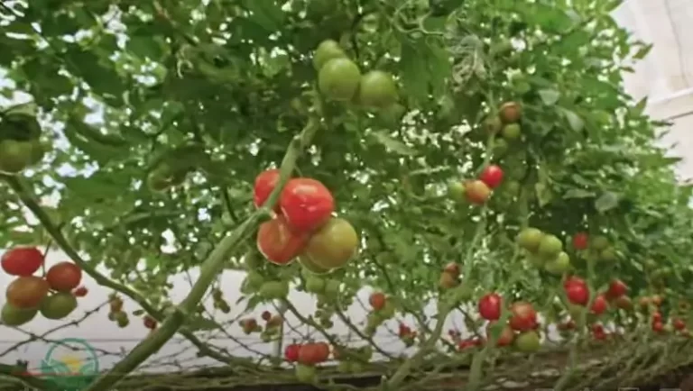 How to Grow Hydroponics Tomatoes: Everything You Need To Know