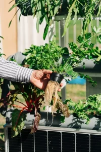 Hydroponics farming