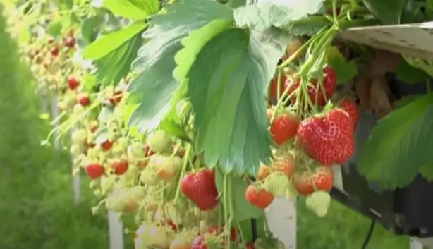 Hydroponics Strawberry Farming: Everything You Need To Know