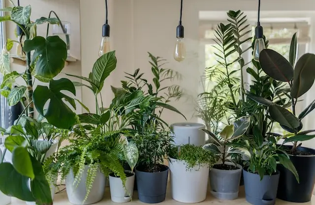 Indoor Gardening with Natural Light