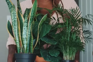 Large Houseplants That Do Well in Low Humidity