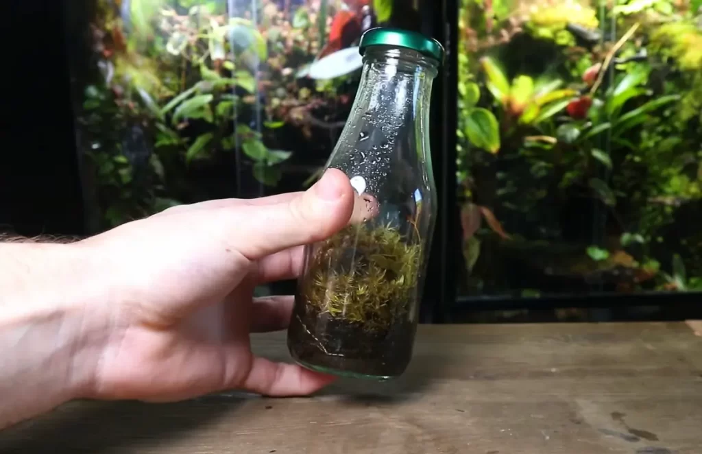 What are the Different Types of Terrariums?