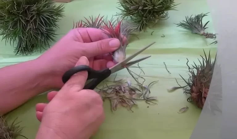 How To Trim Air Plants: Mistakes And How To Avoid Them