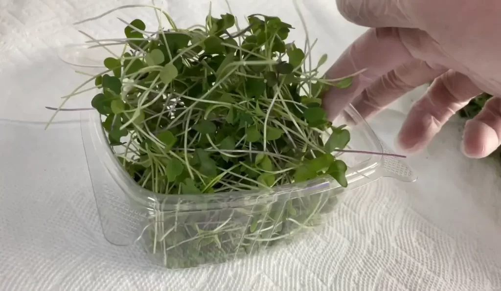 Types of Packaging Materials For Microgreens