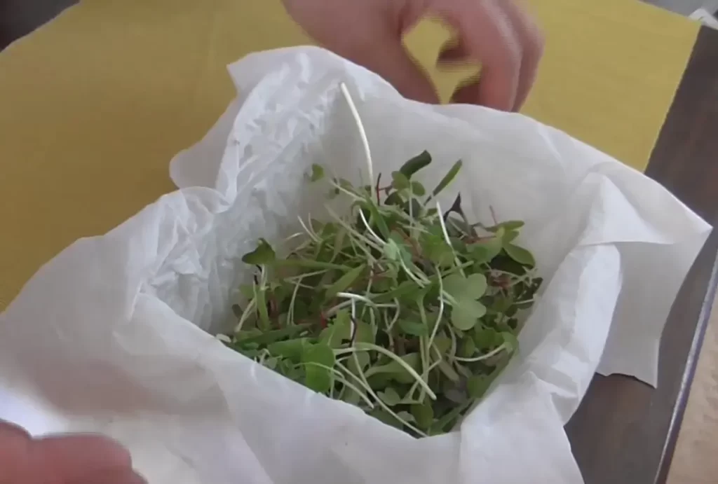 Importance of Keeping Microgreens Fresh?