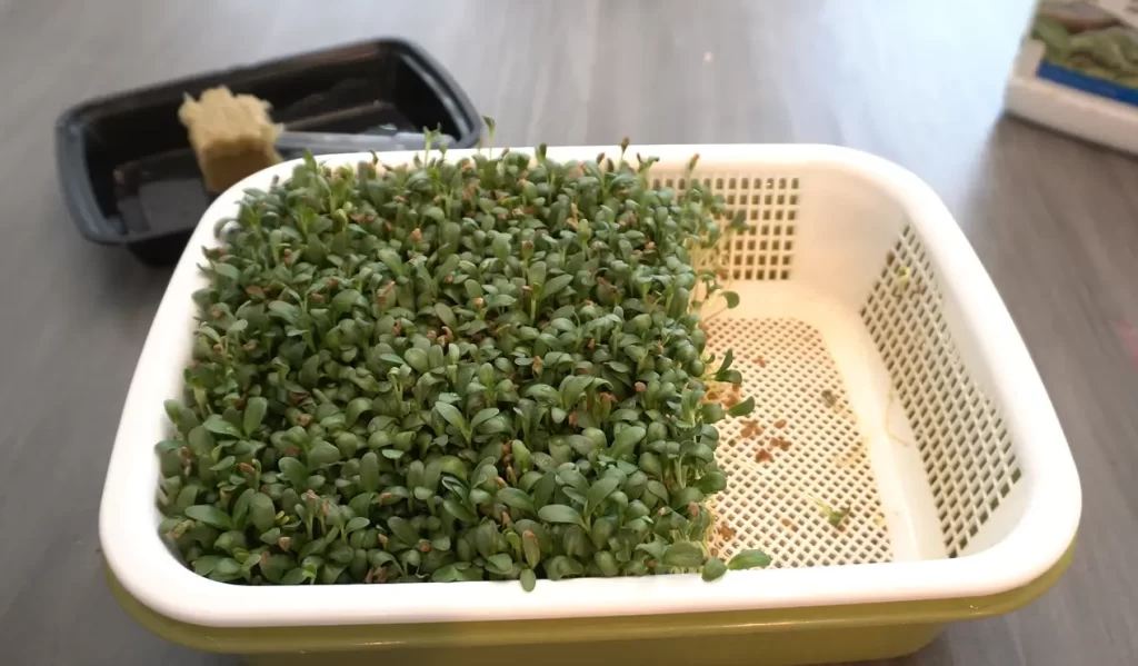 Can You Overeat Microgreens?