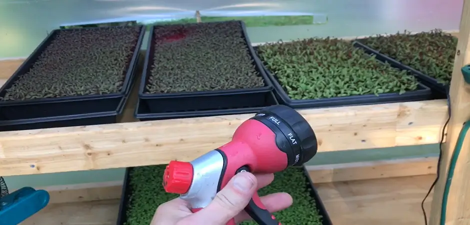 What Is The Best Way To Water Microgreens?