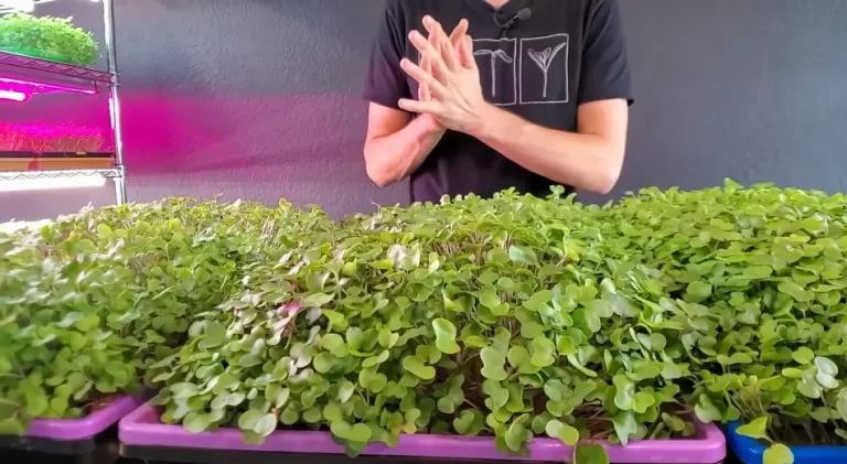 How To Grow Hemp Microgreens: Everything You Need To Know