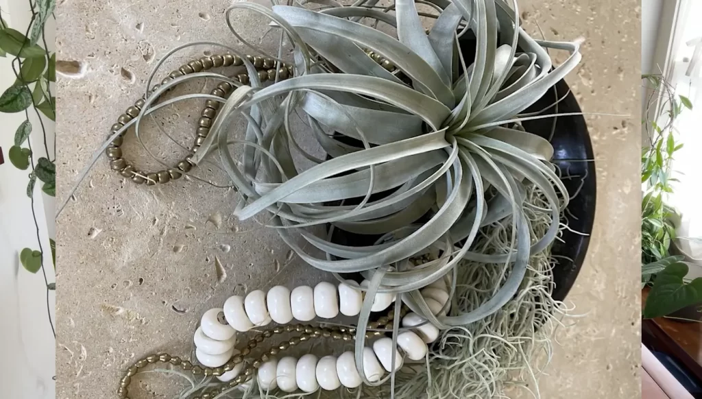 How To Maintain The Ideal Humidity For Air Plants?