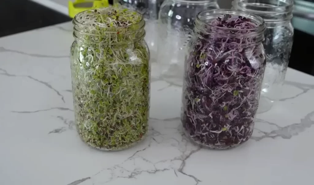 Can You Really Grow Microgreens In A Mason Jar?